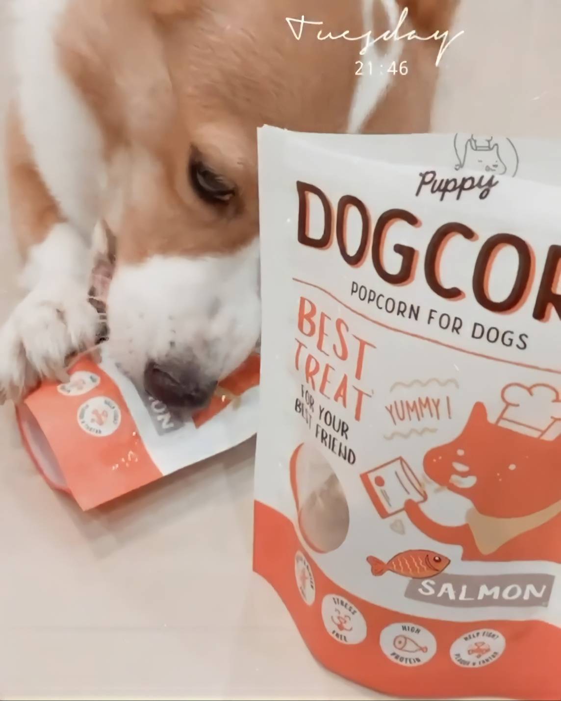 น้องZod ชอบขนมกรุบกรุบ กรอบกรอบ Dog Corn เคี้ยวเพลินมากฮับ