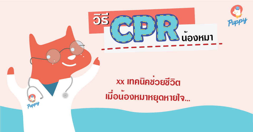 วิธี CPR ช่วยชีวิตเจ้าตูบ