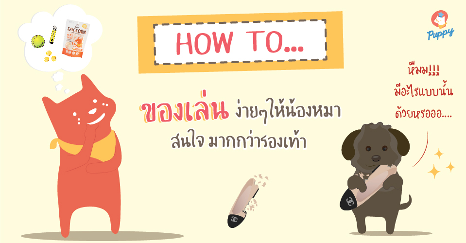 DIY ของเล่นให้น้องหมา ง่ายๆ ด้วยตัวเอง